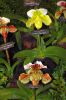 Ausstellung-Internationale-Orchideen-Welt-Bad-Salzuflen-NRW-2014-140302-DSC_0370.jpg