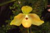 Ausstellung-Internationale-Orchideen-Welt-Bad-Salzuflen-NRW-2014-140302-DSC_0375.jpg