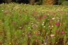 Winsener-Dahlienfest-2014-141005-DSC_0007.jpg