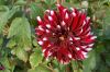 Winsener-Dahlienfest-2014-141005-DSC_0023.jpg