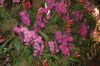 Blumenhalle-Gruene-Woche-2017-Berlin-170122-DSC_10369.jpg