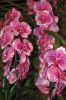 Blumenhalle-Gruene-Woche-2017-Berlin-170122-DSC_10372.jpg