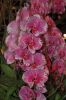 Blumenhalle-Gruene-Woche-2017-Berlin-170122-DSC_10387.jpg
