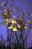 Blumenhalle-Gruene-Woche-2017-Berlin-170122-DSC_10414.jpg
